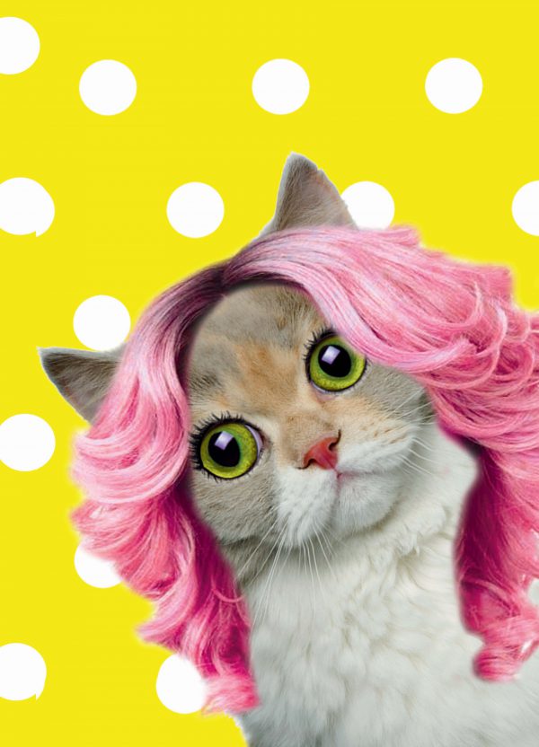Poster Happy Cat